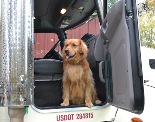 Our Puppy in the Oil Delvery Truck